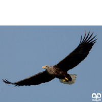 گونه عقاب دریایی دم سفید White tailed Eagle